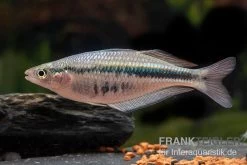 Wapoga-Regenbogenfisch, Chilatherina Alleni "Wapoga", 5 Tiere 5 Wapoga-Regenbogenfisch, Chilatherina Alleni "Wapoga", 5 Tiere -Fischbedarf Laden Wapoga Regenbogenfisch Chilaterina alleni Wapoga 10