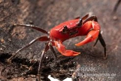 Wasserfall-Krabbe, Phricothelphusa Limula -Fischbedarf Laden Wasserfall Krabbe Phricothelphusa limula 2