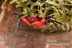 Wasserfall-Krabbe, Phricothelphusa Limula -Fischbedarf Laden Wasserfall Krabbe Phricothelphusa limula 3