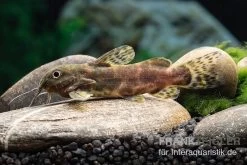 Waterlots Fiederbartwels, Synodontis Waterloti 7 Waterlots Fiederbartwels, Synodontis Waterloti -Fischbedarf Laden Waterlots Fiederbartwels Synodontis waterloti neu 1