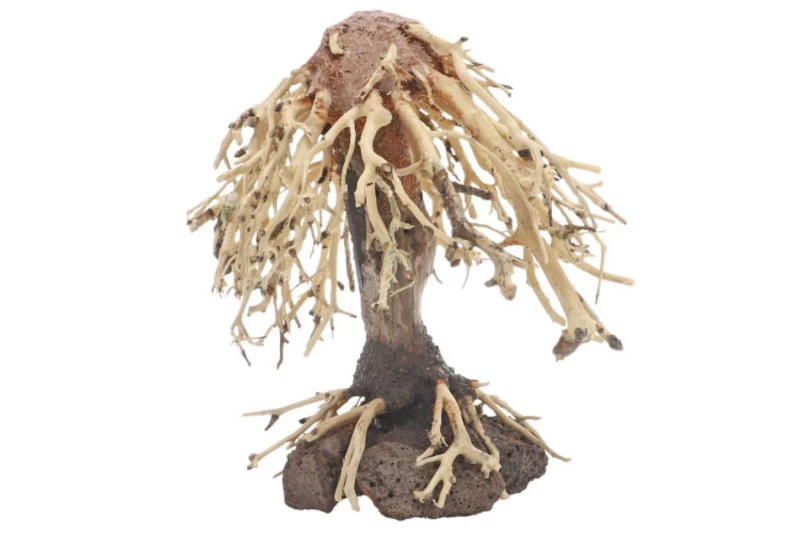 Dupla Weeping Willow 3 Dupla Weeping Willow