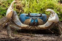 Weihnachtsinsel-Krabbe, Discoplax Celeste -Fischbedarf Laden Weihnachtsinsel Krabbe Discoplax celeste 3