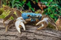 Weihnachtsinsel-Krabbe, Discoplax Celeste -Fischbedarf Laden Weihnachtsinsel Krabbe Discoplax celeste 5