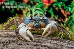 Weihnachtsinsel-Krabbe, Discoplax Celeste -Fischbedarf Laden Weihnachtsinsel Krabbe Discoplax celeste 6