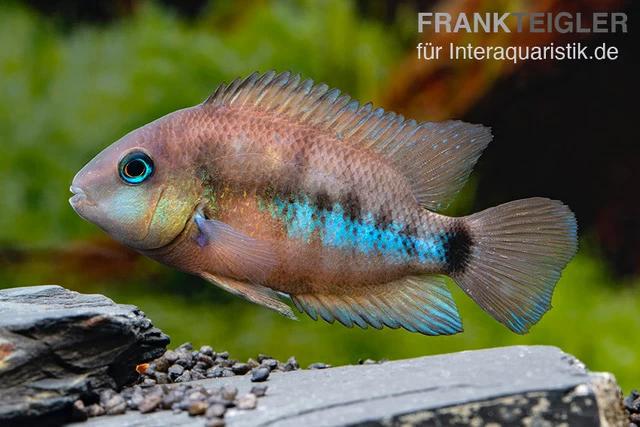 Weinrotflossiger Buntbarsch, Cryptoheros Cutteri 3 Weinrotflossiger Buntbarsch, Cryptoheros Cutteri