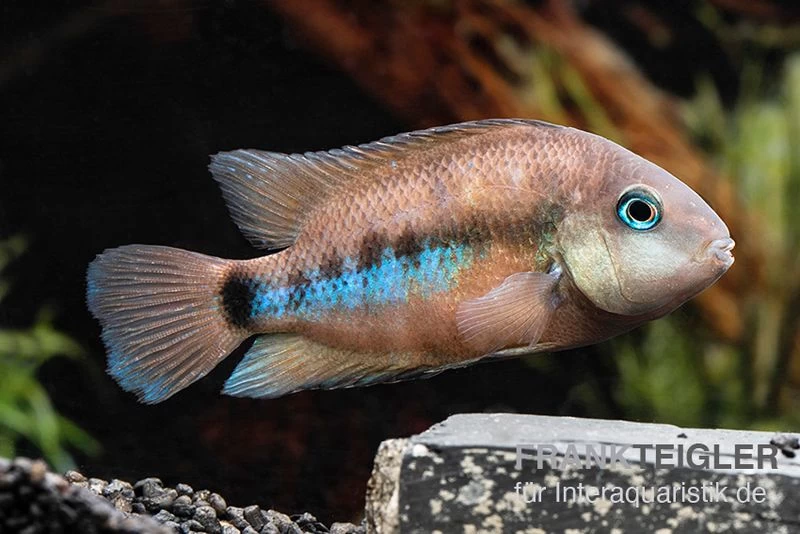 Weinrotflossiger Buntbarsch, Cryptoheros Cutteri 5 Weinrotflossiger Buntbarsch, Cryptoheros Cutteri – Bild 3