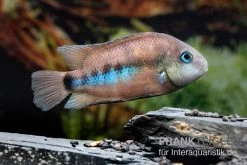 Weinrotflossiger Buntbarsch, Cryptoheros Cutteri 9 Weinrotflossiger Buntbarsch, Cryptoheros Cutteri -Fischbedarf Laden Weinrotflossiger Buntbarsch Cryptoheros cutteri 4