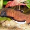 Weißsaum-Zwergkampffisch, Betta Albimarginata -Fischbedarf Laden Weisssaum Zwergkampffisch Betta albimarginata 1