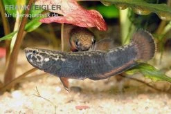 Weißsaum-Zwergkampffisch, Betta Albimarginata -Fischbedarf Laden Weisssaum Zwergkampffisch Betta albimarginata 3