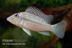 Weisstüpfel-Erdfresser, Satanoperca Leucosticta