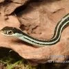 Westliche Bändernatter, Thamnophis Proximus -Fischbedarf Laden Westliche Baendernatter Thamnophis proximus 1
