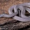 Westliche Wald-Feilenschlange, Mehelya Poensis -Fischbedarf Laden Westliche Wald Feilenschlange Mehelya poensis 1