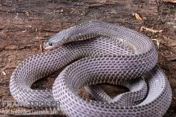 Westliche Wald-Feilenschlange, Mehelya Poensis 11 Westliche Wald-Feilenschlange, Mehelya Poensis -Fischbedarf Laden Westliche Wald Feilenschlange Mehelya poensis 13