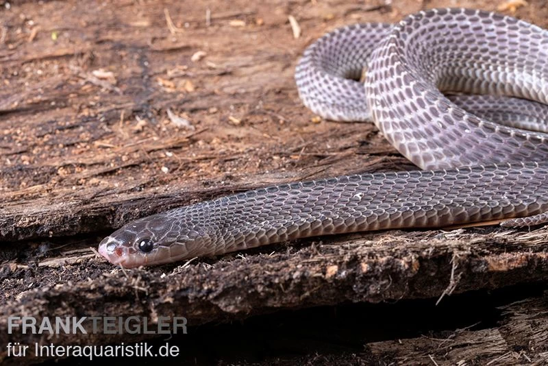 Westliche Wald-Feilenschlange, Mehelya Poensis 4 Westliche Wald-Feilenschlange, Mehelya Poensis – Bild 2