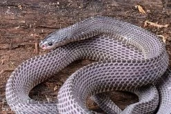 Westliche Wald-Feilenschlange, Mehelya Poensis 9 Westliche Wald-Feilenschlange, Mehelya Poensis -Fischbedarf Laden Westliche Wald Feilenschlange Mehelya poensis 5