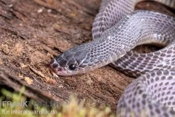 Westliche Wald-Feilenschlange, Mehelya Poensis 10 Westliche Wald-Feilenschlange, Mehelya Poensis -Fischbedarf Laden Westliche Wald Feilenschlange Mehelya poensis 6