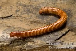 Wüsten-Tausendfüßer, Orthoporus Ornatus