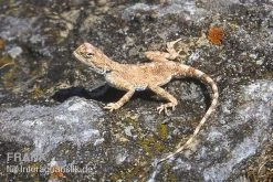 Wüstenagame, Agama Mutabilis -Fischbedarf Laden Wuestenagame Agama mutabilis