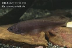 Afrikanischer Messerfisch, Xenomystus Nigri 7 Afrikanischer Messerfisch, Xenomystus Nigri -Fischbedarf Laden Xenomystus nigri Afrikanischer Messerfisch 1