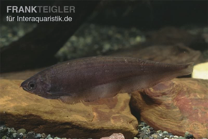 Afrikanischer Messerfisch, Xenomystus Nigri 5 Afrikanischer Messerfisch, Xenomystus Nigri – Bild 3