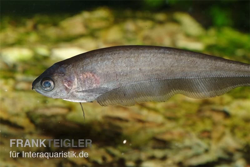 Afrikanischer Messerfisch, Xenomystus Nigri 3 Afrikanischer Messerfisch, Xenomystus Nigri