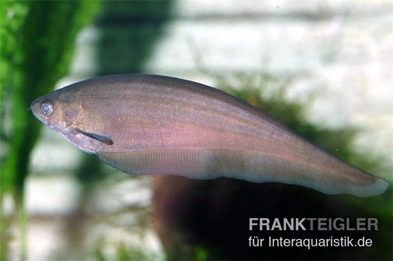 Afrikanischer Messerfisch, Xenomystus Nigri 4 Afrikanischer Messerfisch, Xenomystus Nigri – Bild 2