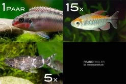 Zierfisch-Sortiment Afrika Ab 120 Cm