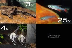 Zierfisch-Sortiment Amazonas Für 120 Cm