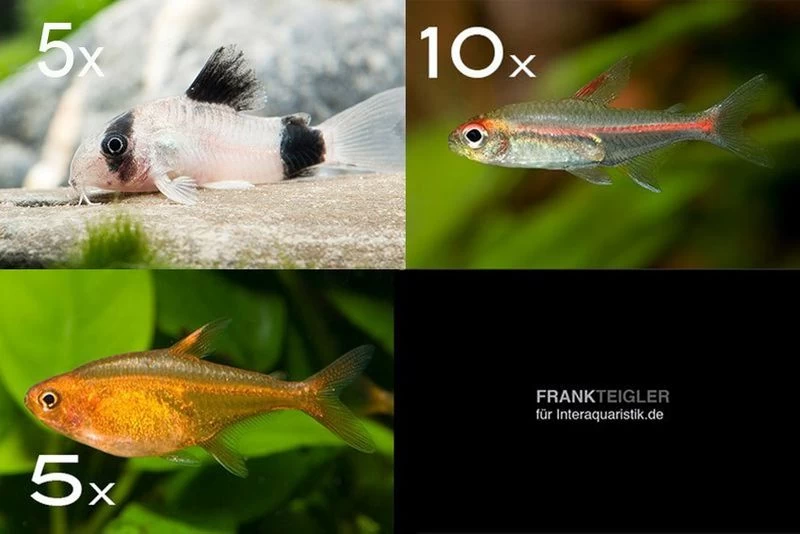 Zierfisch-Sortiment Amazonas Für 60 Cm 3 Zierfisch-Sortiment Amazonas Für 60 Cm