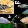 Zierfisch-Sortiment Asien Für 100 Cm 2 Zierfisch-Sortiment Asien Für 100 Cm -Fischbedarf Laden Zierfisch Sortiment Asien 100 cm Aquarium neu