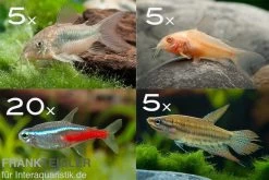 Zierfisch-Sortiment Einsteiger Für 100 Cm