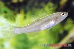 Zitronengrundel, Mugilogobius Rexi (Minifisch) -Fischbedarf Laden Zitronengrundel 1 Paar Mugilogobius rexi Minifisch 2
