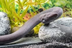 Fischbedarf Laden 4 Zweizehen-Aalmolch, Amphiuma Means