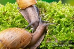 Zwerg-Achatschnecke, Archachatina Papyracea -Fischbedarf Laden Zwerg Achatschnecke Archachatina papyracea 3