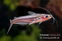 Zwerg-Haiwels, Pseudeutropius Moolenburghae -Fischbedarf Laden Zwerg Haiwels Pseudeutropius moolenburghae