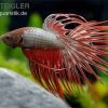 Crown Tail Kampffisch Red Dragon, Männchen, Betta Splendens -Fischbedarf Laden betta splendens Kampffisch red dragon