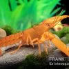 Goldener Cherax, Cherax Cf. Snowden 1 Goldener Cherax, Cherax Cf. Snowden -Fischbedarf Laden cherax Gold m