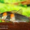Dreieckspanzerwels, Corydoras Eques Tefe -Fischbedarf Laden corydoras eques tefe