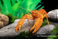 Goldener Cherax, Cherax Cf. Snowden 7 Goldener Cherax, Cherax Cf. Snowden -Fischbedarf Laden goldener krebs cherax cf snowden