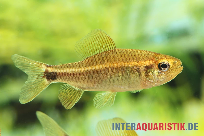 Fleckenschwanzsalmler, Crenuchus Spilurus 5 Fleckenschwanzsalmler, Crenuchus Spilurus – Bild 3