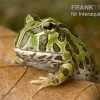 Pacman-Frog, Schmuckhornfrosch, Ceratophrys Cranwelli 1 Pacman-Frog, Schmuckhornfrosch, Ceratophrys Cranwelli -Fischbedarf Laden schmuckhornfrosch pacman frog